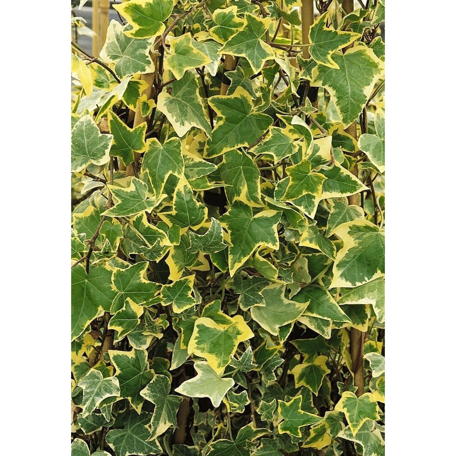 Hedera Helix Goldchild Efeu Gelb-Grün Ca. 9x9 cm Topf Hedera Helix Goldchild Efeu Gelb-Grün Ca. 9x9 cm Topf von Pflanzen für dich