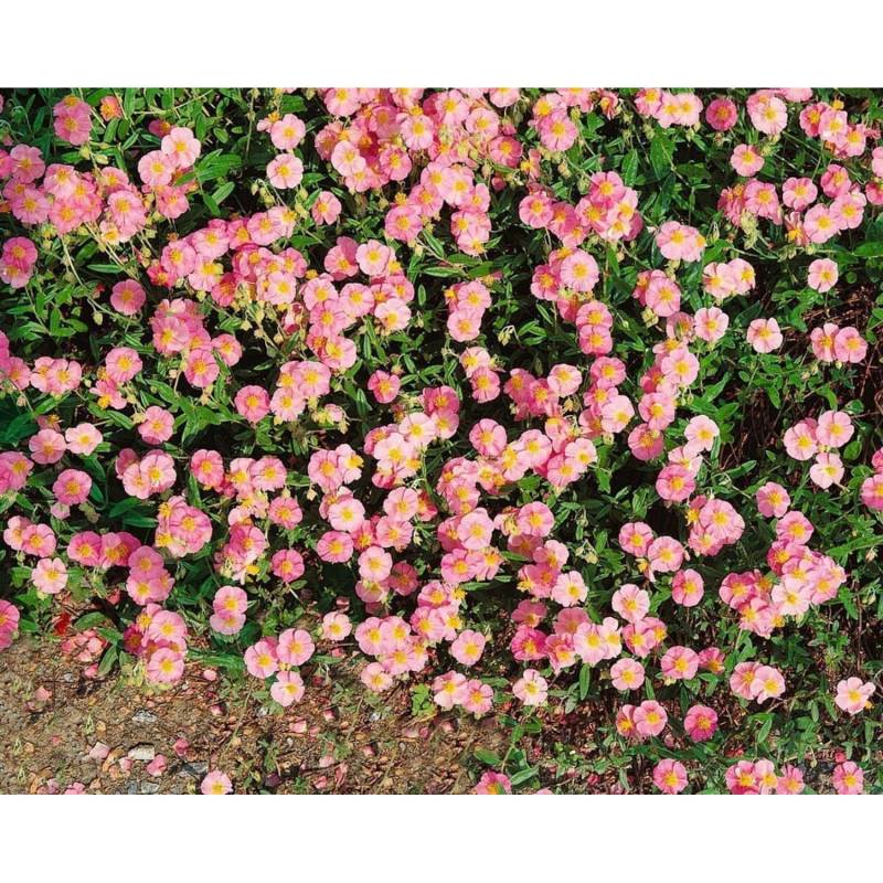Helainthemum Lawrenson S Pink Sonnenröschen 2 Liter Container von Pflanzen für dich