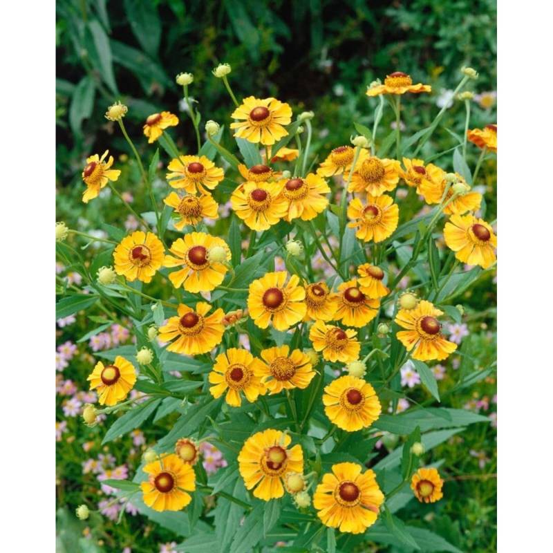 Helenium X Cult.'Goldrausch' Sonnenbraut Ca. 11x11 cm Topf von Pflanzen für dich