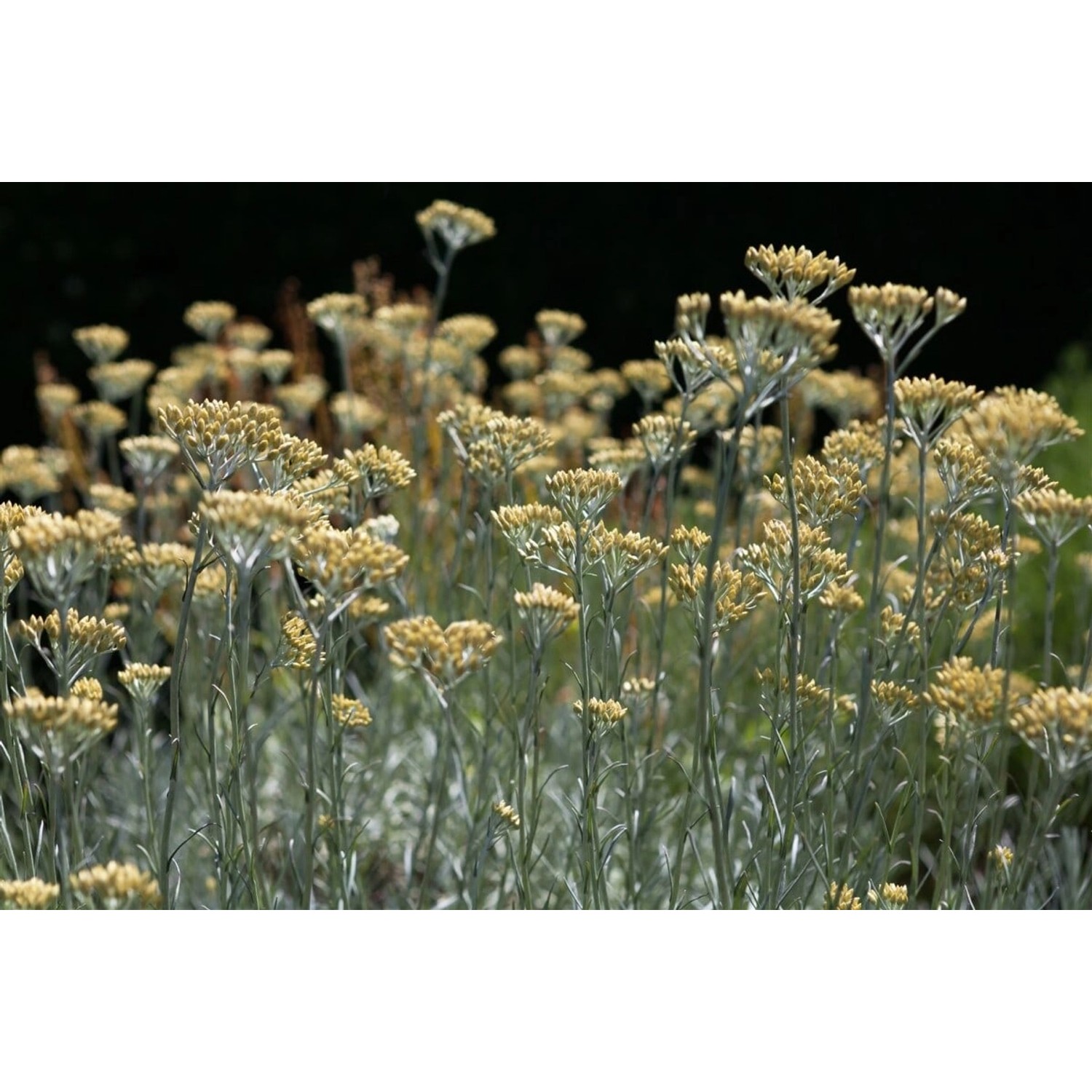 Helichrysum Italicum Currykraut Ca. 9x9 cm Topf Helichrysum Italicum Currykraut Ca. 9x9 cm Topf von Pflanzen für dich