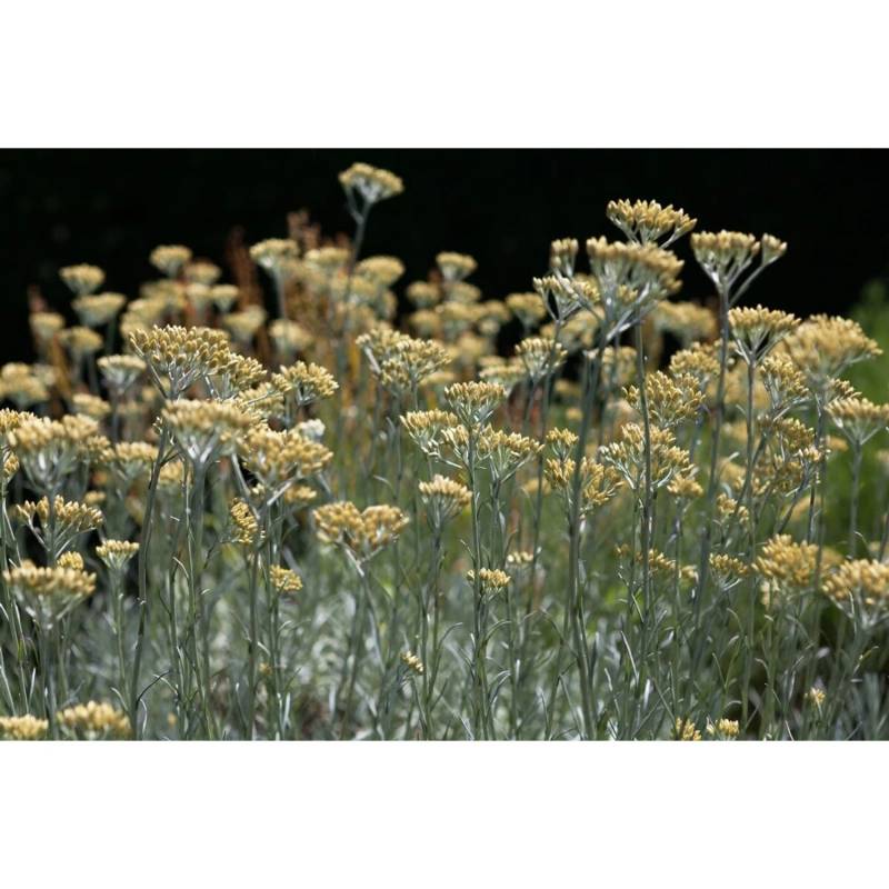 Helichrysum Italicum Currykraut Ca. 9x9 cm Topf von Pflanzen für dich