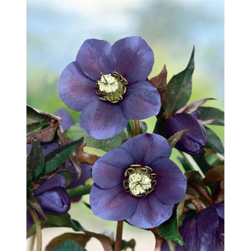 Helleborus X Or.Lady-S.Blue Lady Ca. 11x11 cm Topf von Pflanzen für dich