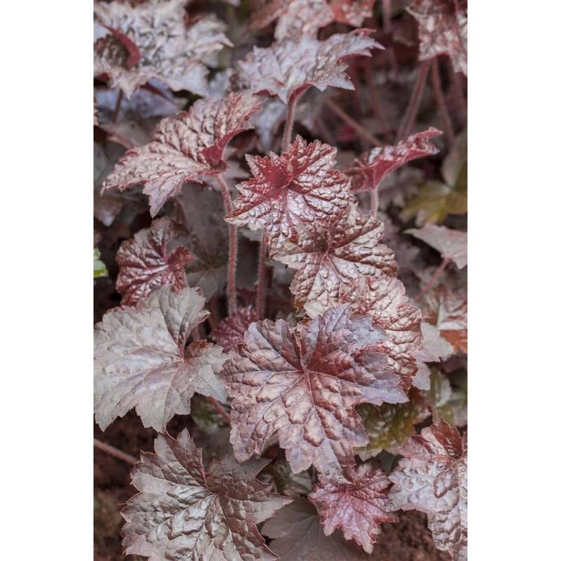 Heuchera Micrantha Palace Purple Purpurglöckchen Gen. Ca. 9x9 cm Topf von Pflanzen für dich