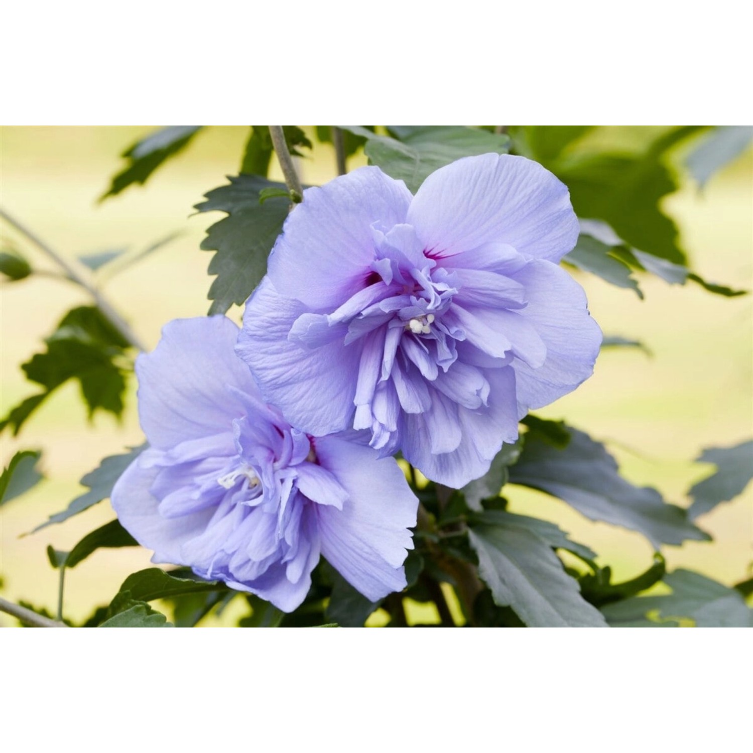 Hibiscus Syriacus Garten-Eibisch Blue Chiffon R 60-80 cm von Pflanzen für dich