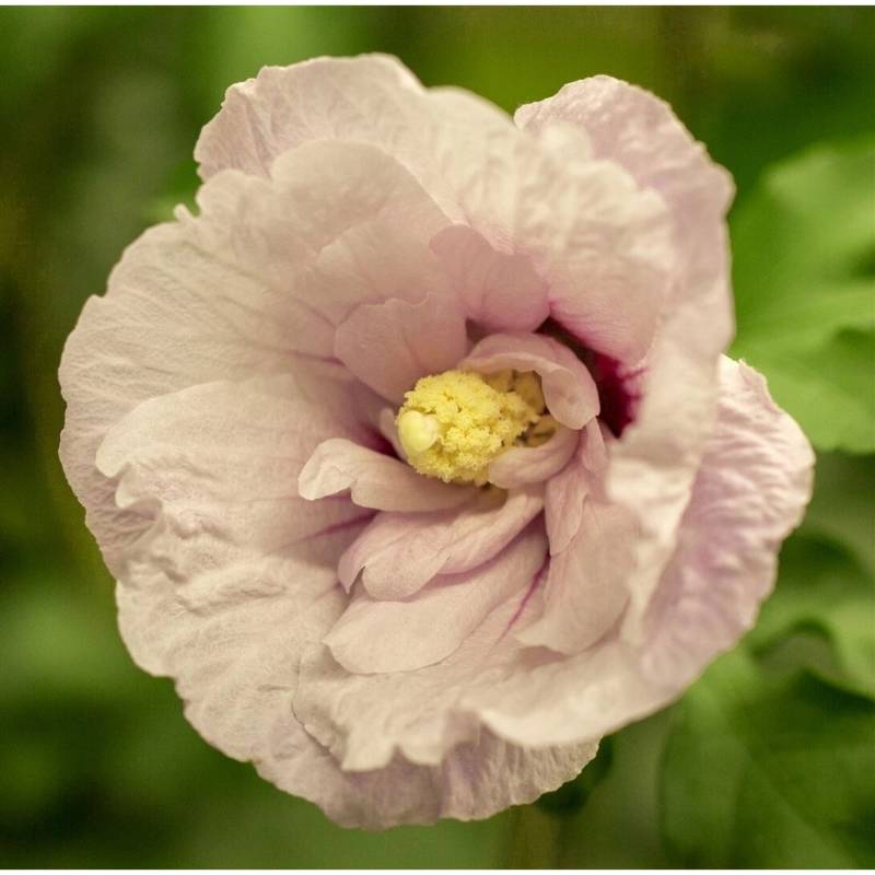 Hibiscus Syriacus Garten-Eibisch Pink Chiffon R 40-50 cm von Pflanzen für dich