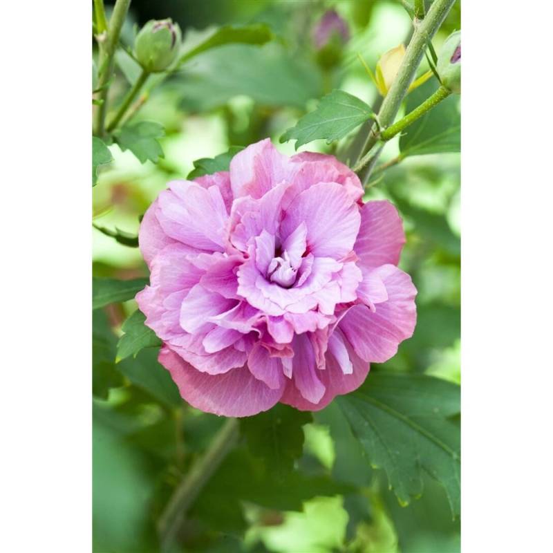 Hibiscus Syriacus Garteneibisch 40-60 cm von Pflanzen für dich