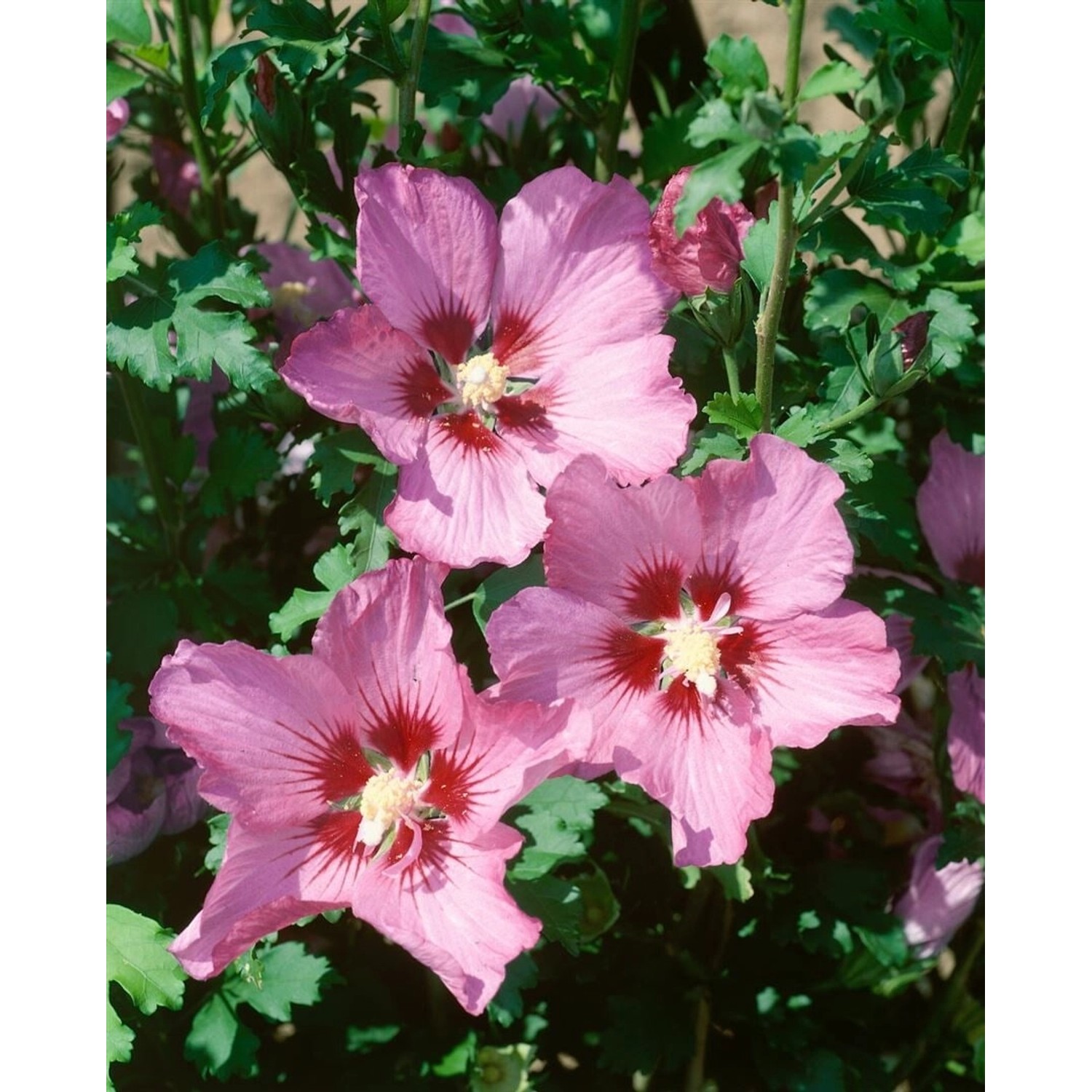 Hibiscus Syriacus Garteneibisch Walberton´s Rose Moon 40-50 cm von Pflanzen für dich