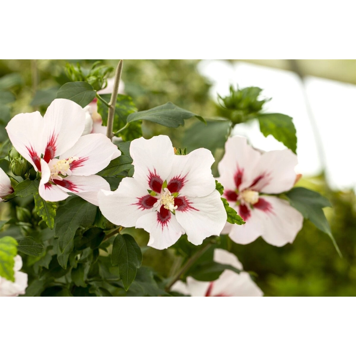 Hibiscus Syriacus Gartenhibiskus 40-60 cm Hibiscus Syriacus Gartenhibiskus 40-60 cm von Pflanzen für dich