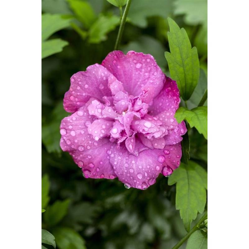 Hibiscus Syriacus Gartenhibiskus Magenta Chiffon 80-100 cm von Pflanzen für dich