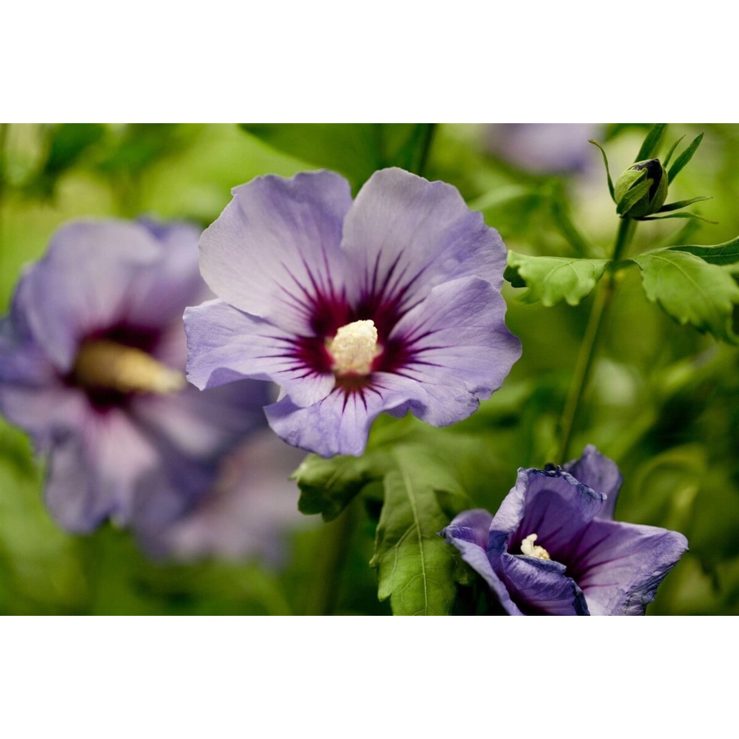Hibiscus Syriacus Gartenhibiskus Marina 15-20 cm Hibiscus Syriacus Gartenhibiskus Marina 15-20 cm von Pflanzen für dich
