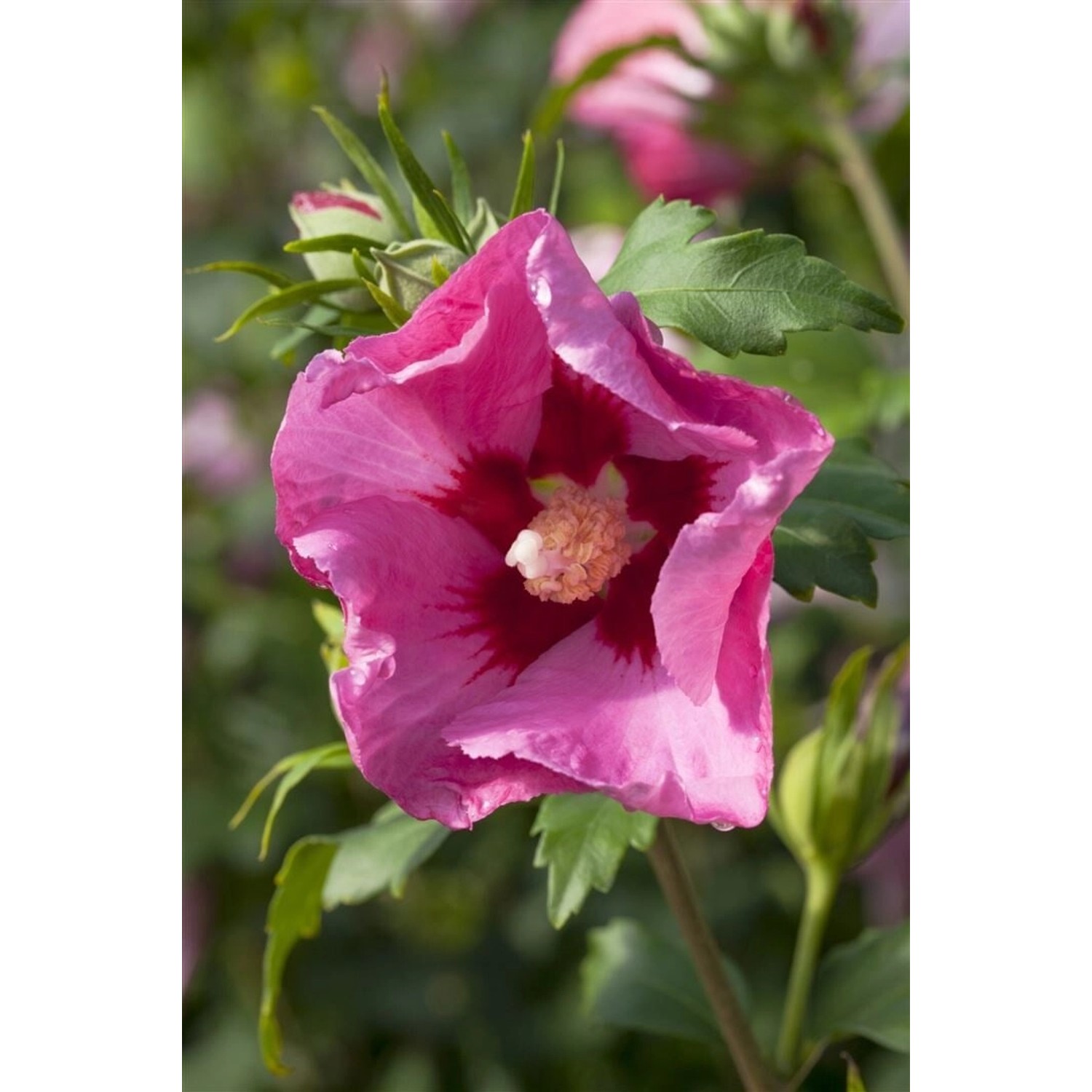 Hibiscus Syriacus Gartenhibiskus Pink Giant R Ca 12 cm Topf von Pflanzen für dich