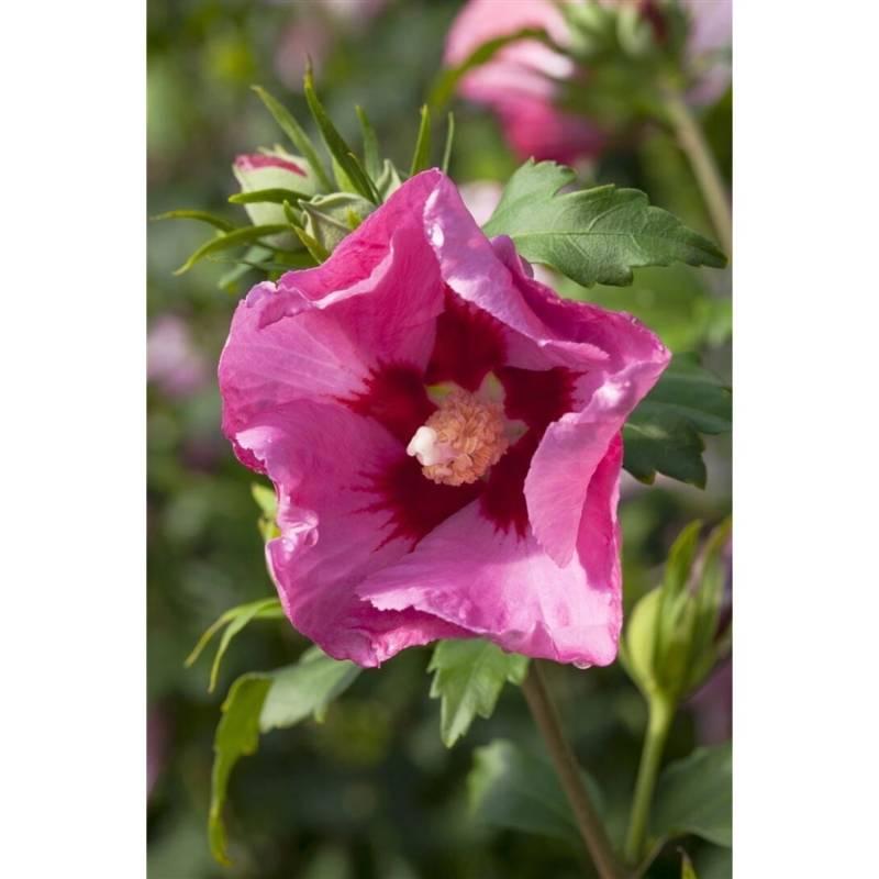 Hibiscus Syriacus Gartenhibiskus Pink Giant R Ca 12 cm Topf von Pflanzen für dich