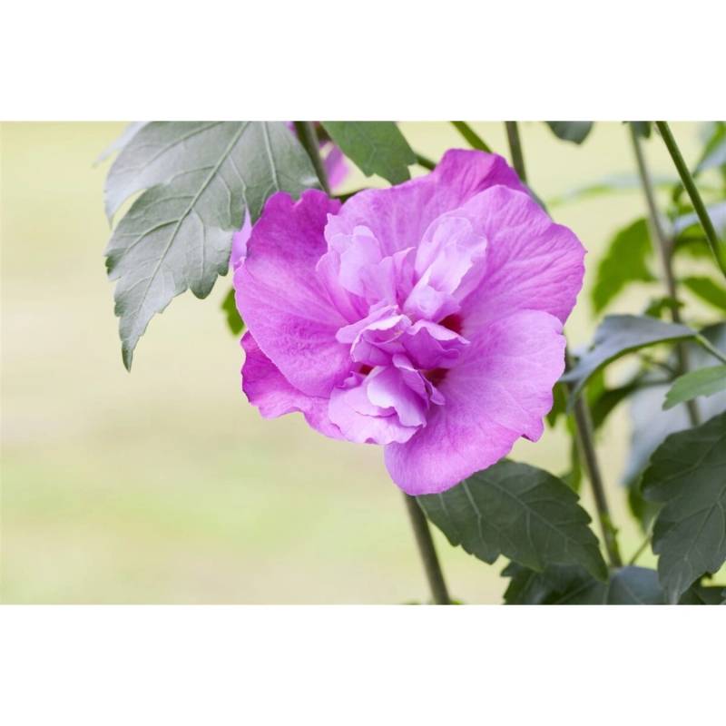 Hibiscus Syriacus Gartenhibiskus Purple Ruffles R 40-60 cm von Pflanzen für dich
