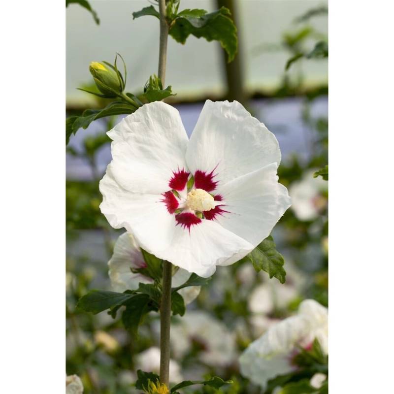 Hibiscus Syriacus Gartenhibiskus Red Heart 15-20 cm von Pflanzen für dich