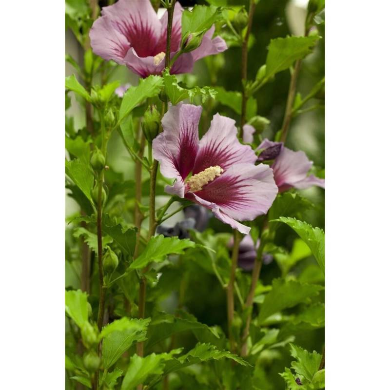 Hibiscus Syriacus Gartenhibiskus Russian Violet 60-80 cm von Pflanzen für dich