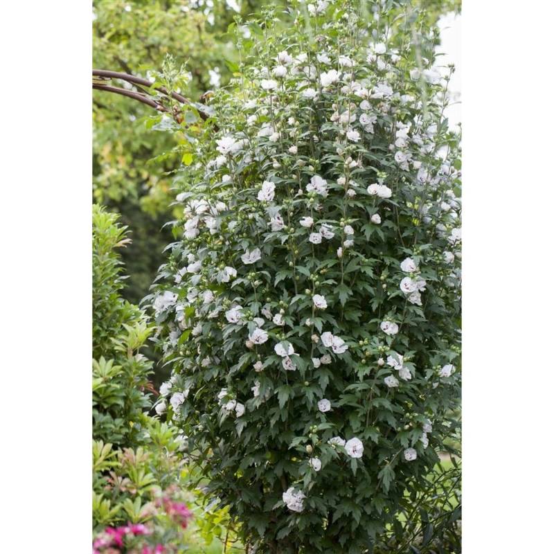 Hibiscus Syriacus Speciosus Gartenhibiskus Weiß 80 cm Stammhöhe von Pflanzen für dich