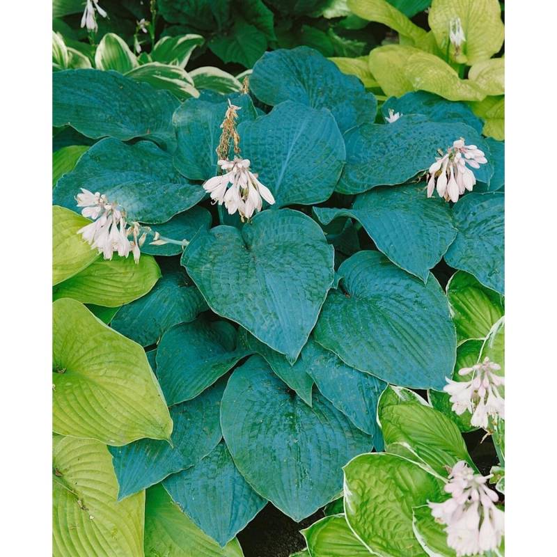 Hosta Sieboldiana Blue Angel Blaublattfunkie Ca. 13 cm Topf von Pflanzen für dich