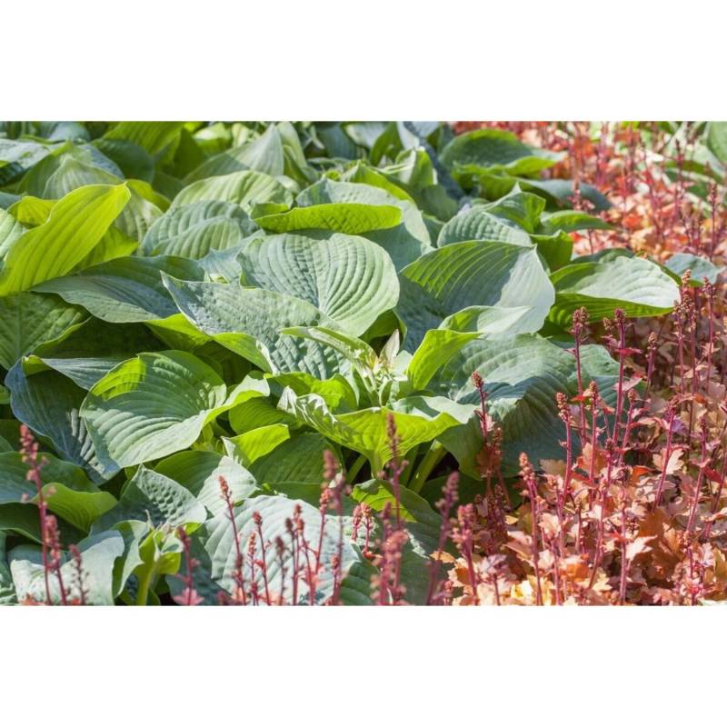 Hosta Sieboldiana Bressingham Blue Blaublatt Funkie Ca. 11x11 cm Topf von Pflanzen für dich