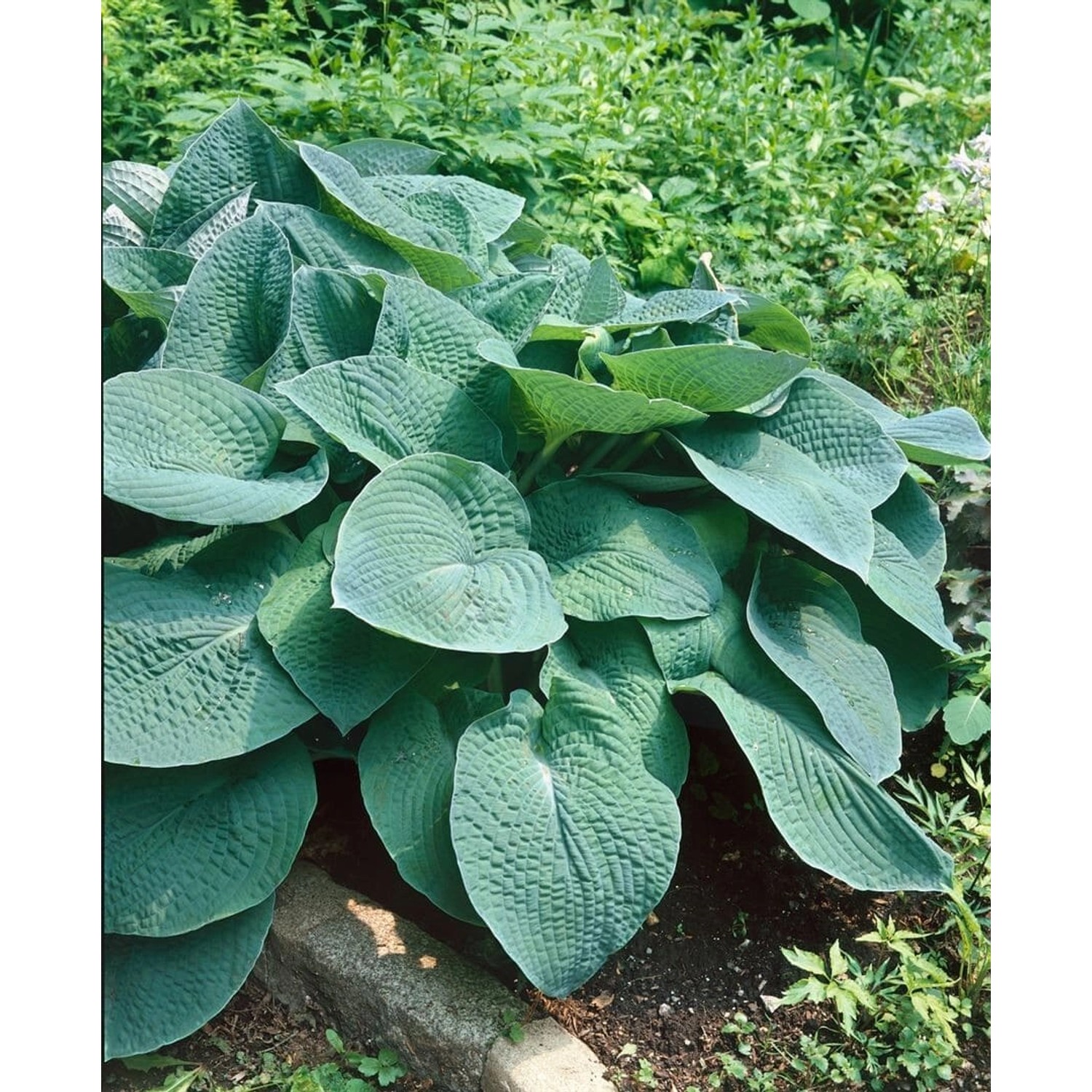 Hosta X Cult. Green Friend Tomatoes Ca. 11x11 cm Topf von Pflanzen für dich