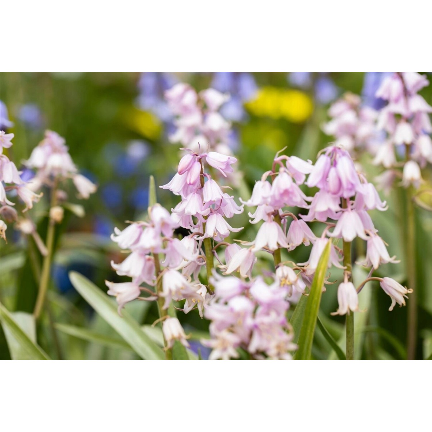 Hyacinthoides Hispanica Spanisches Hasenglöckchen Rose Queen 2 Liter Container Hyacinthoides Hispanica Spanisches Hasenglöckchen Rose Queen 2 Liter Container von Pflanzen für dich