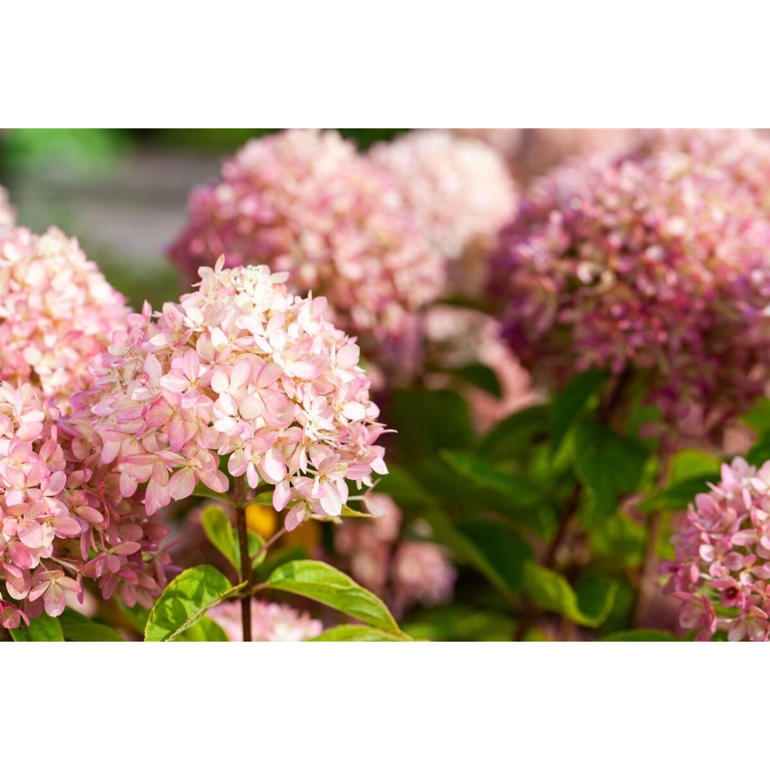 Hydrangea Arborescens Schneeballhortensie Candybelle Marshmallow 60-80 cm von Pflanzen für dich