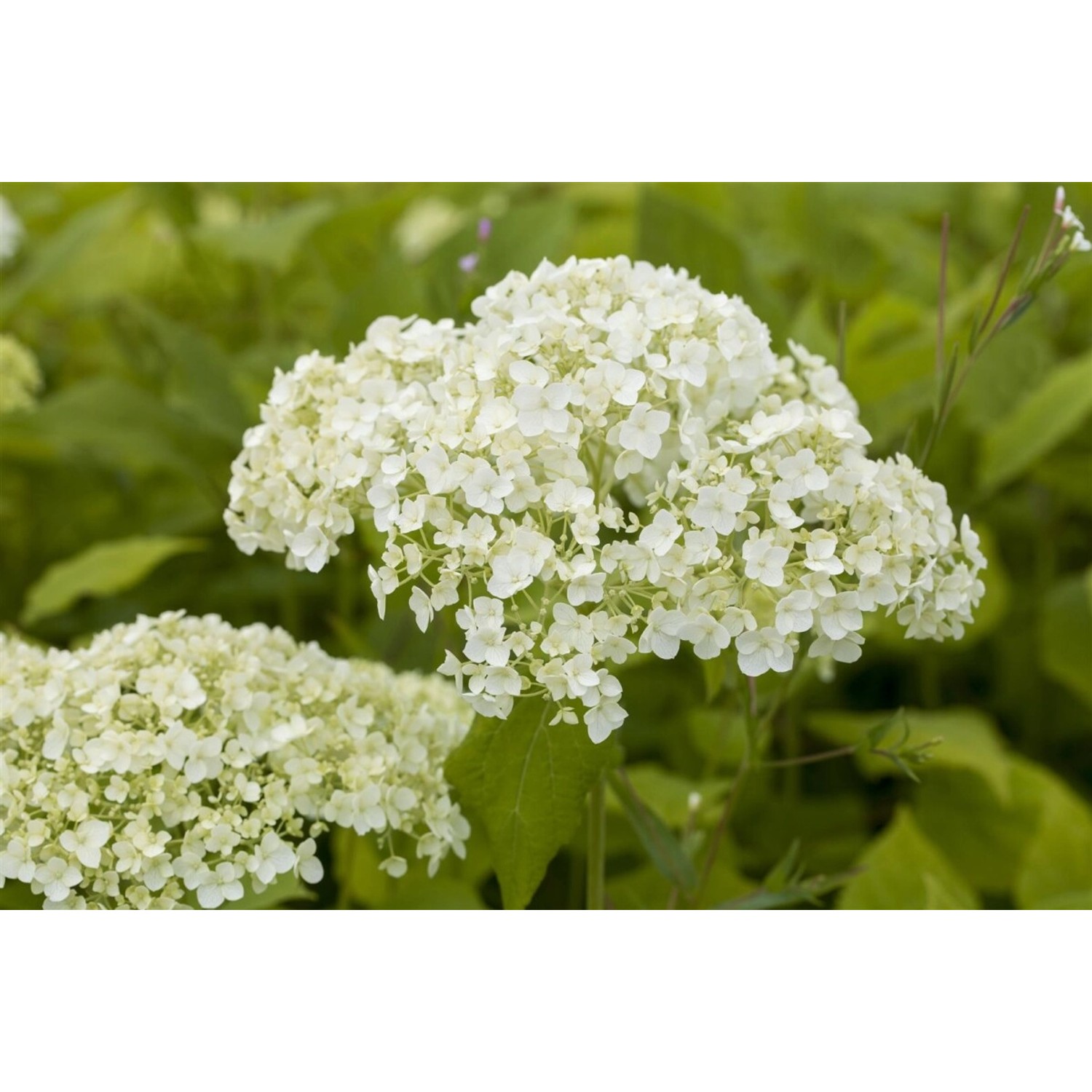 Hydrangea Arborescens Schneeballhortensie Lime Rickey 60-80 cm von Pflanzen für dich