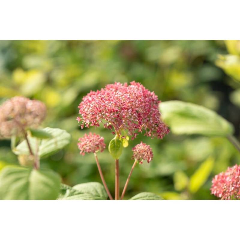 Hydrangea Arborescens Schneeballhortensie Pink Annabelle R 100-125 cm von Pflanzen für dich