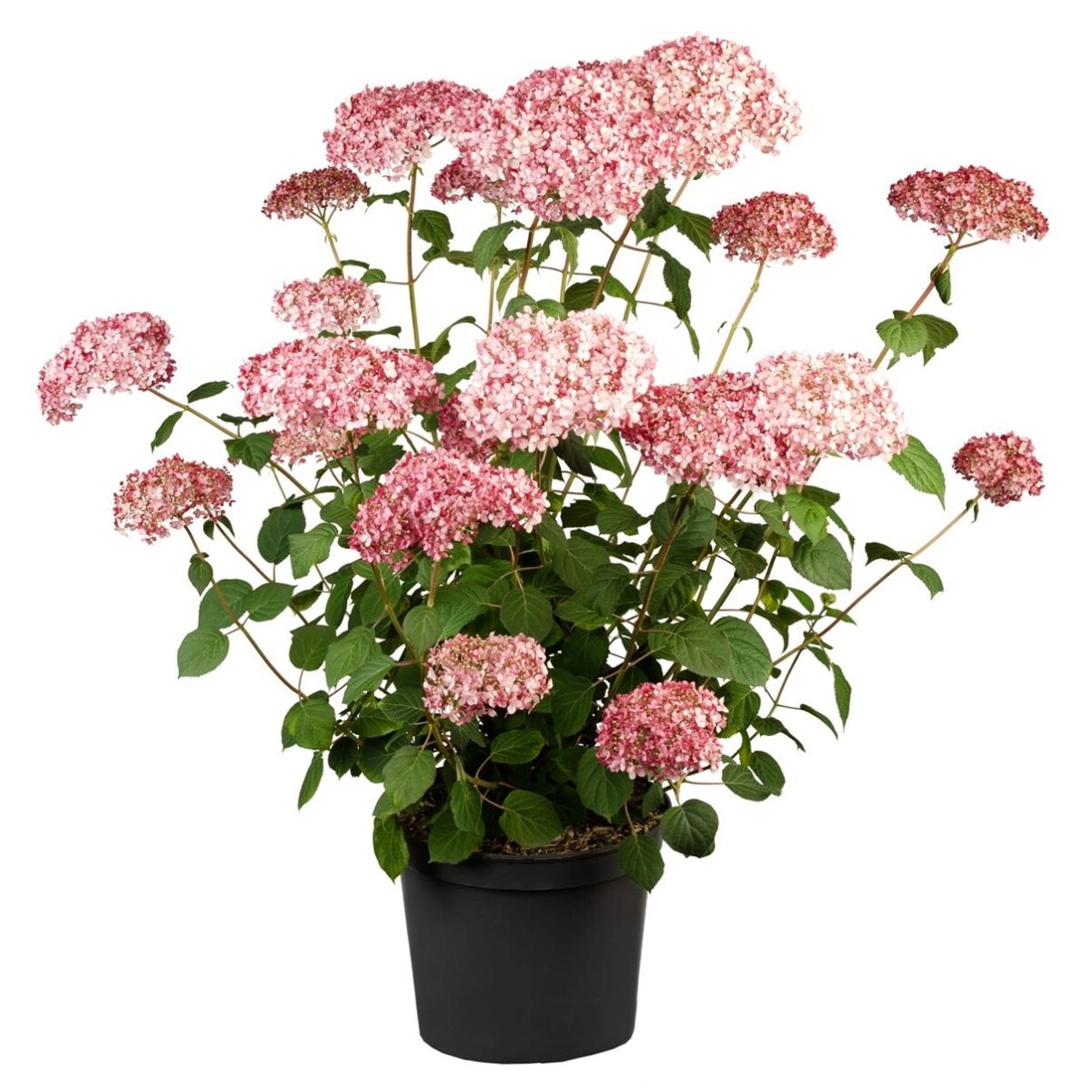 Hydrangea Arborescens Schneeballhortensie Pink Annabelle R 40-60 cm von Pflanzen für dich