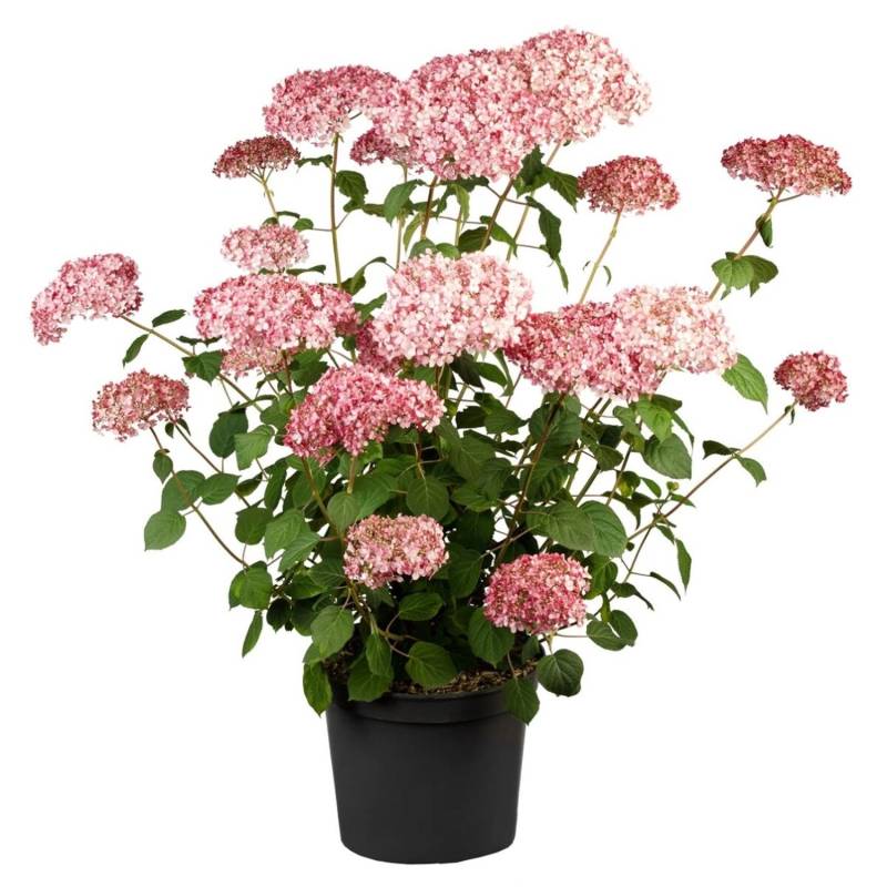 Hydrangea Arborescens Schneeballhortensie Pink Annabelle R 40-60 cm von Pflanzen für dich