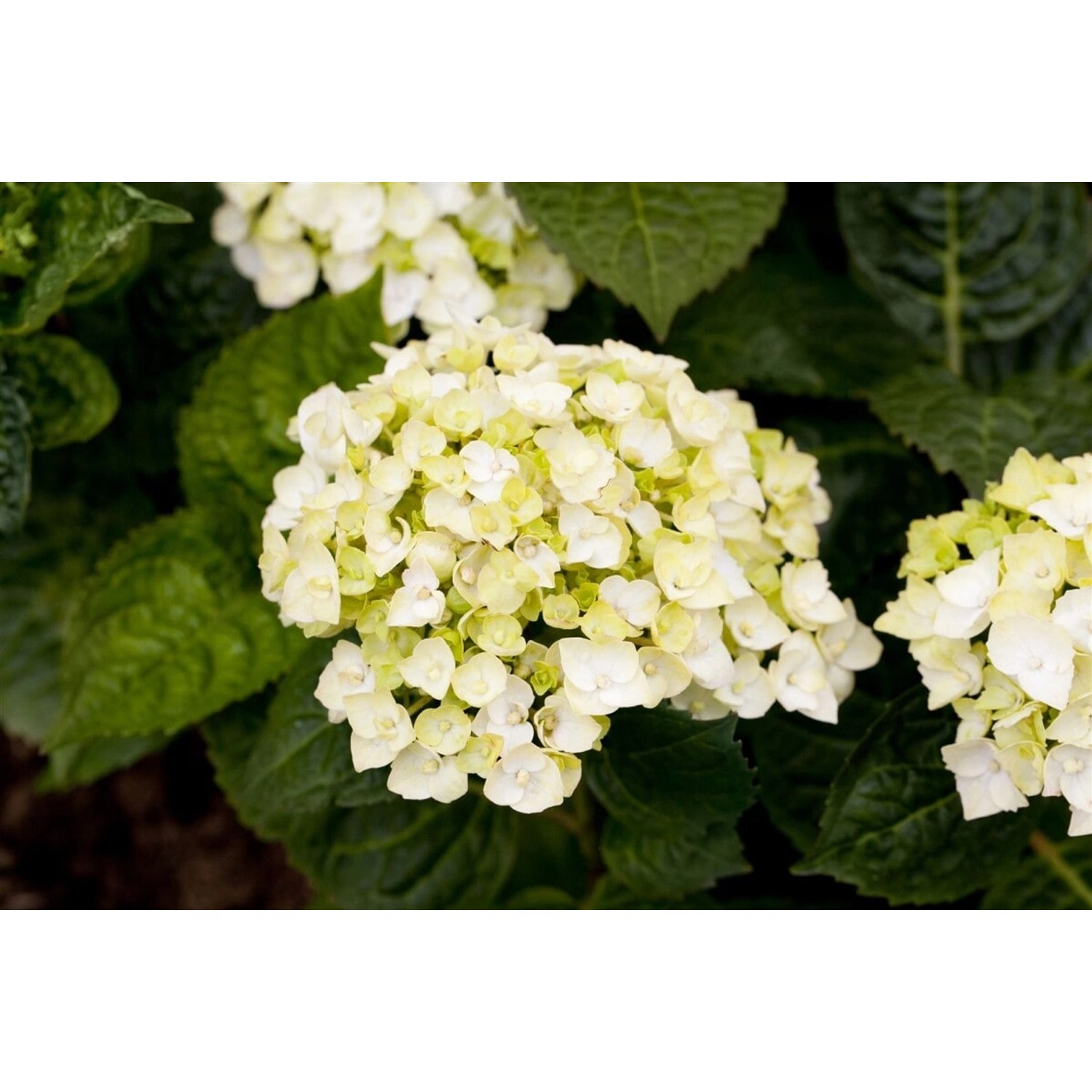 Hydrangea Bauernhortensie 'Endless Summer' The Bride Weiß 30-40 cm von Pflanzen für dich