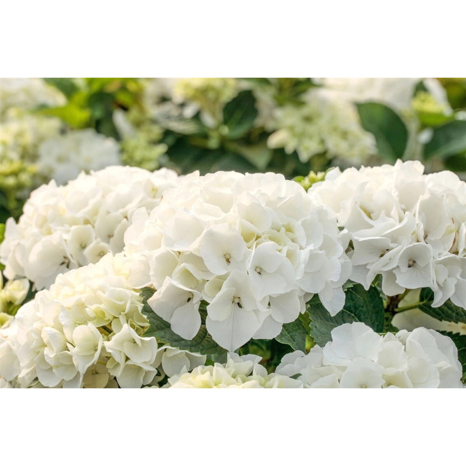 Hydrangea Mac. Bauernhortensie Bianco 40-60 cm Hydrangea Mac. Bauernhortensie Bianco 40-60 cm von Pflanzen für dich