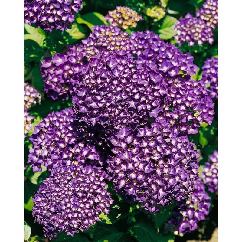 Hydrangea Mac. Bauernhortensie Hamburg 30-40 cm Hydrangea Mac. Bauernhortensie Hamburg 30-40 cm von Pflanzen für dich