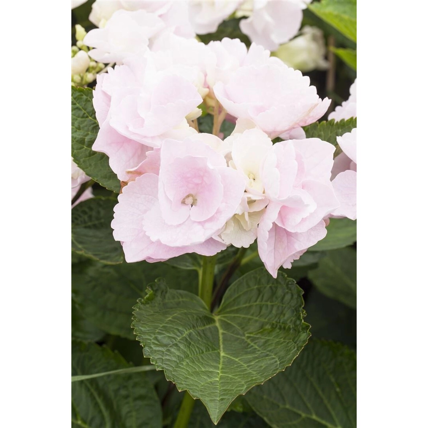 Hydrangea Mac. Bauernhortensie Rosa 50-60 cm Hydrangea Mac. Bauernhortensie Rosa 50-60 cm von Pflanzen für dich