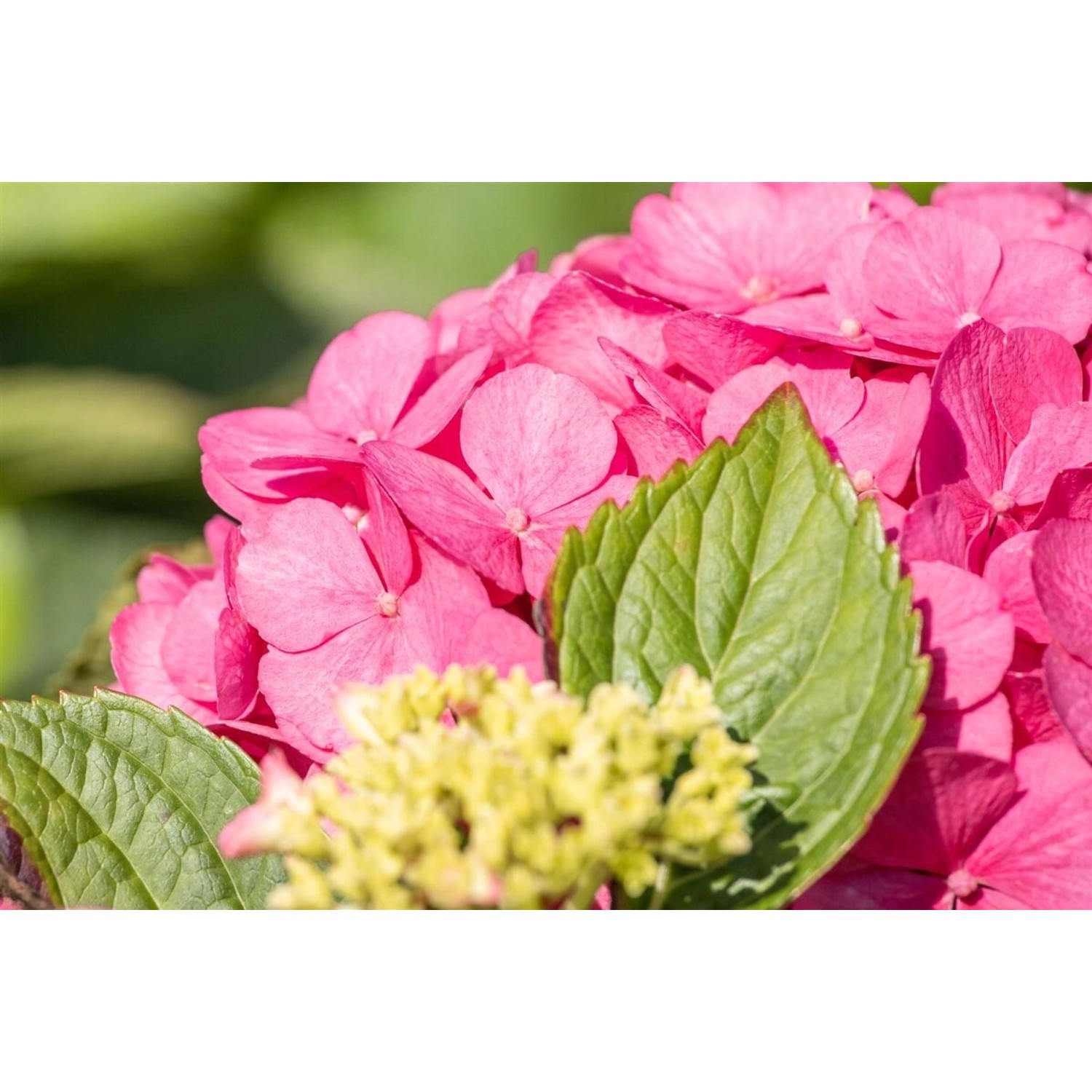 Hydrangea Mac. 'Bouquet Rose' Bauernhortensie 30-40 cm Hydrangea Mac. 'Bouquet Rose' Bauernhortensie 30-40 cm von Pflanzen für dich