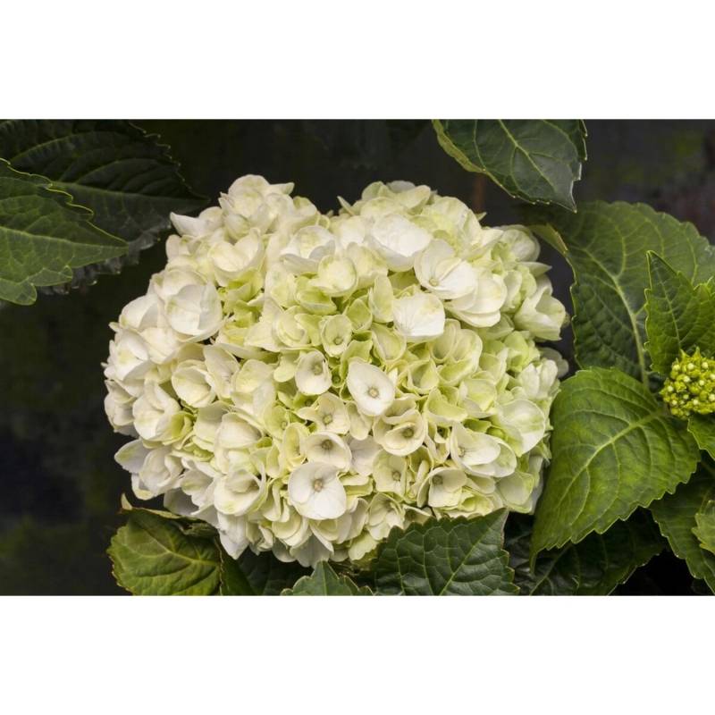 Hydrangea Mac. Hortensie Everbloom White Wonder 30-40 cm von Pflanzen für dich