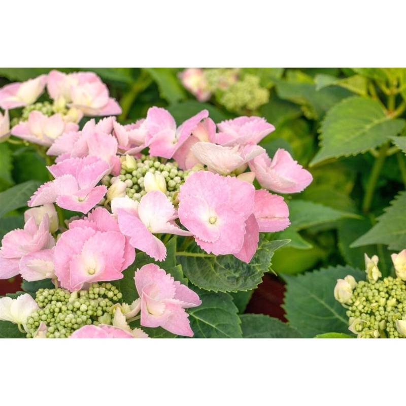 Hydrangea Mac. Hortensie 'Frisbee® Pink' 50-60 cm von Pflanzen für dich
