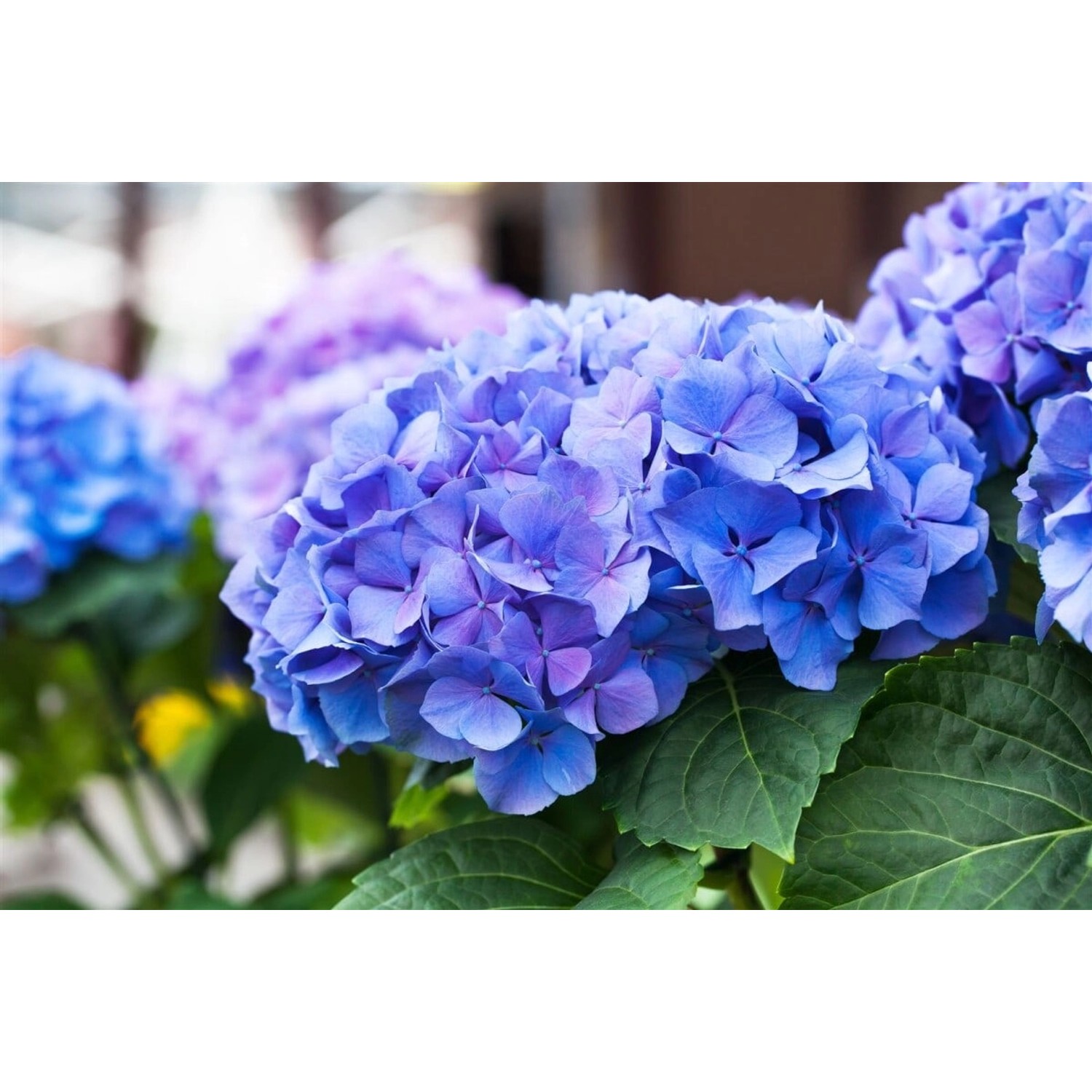 Hydrangea Macrophylla Bauernhortensie Early Blue 30-40 cm von Pflanzen für dich