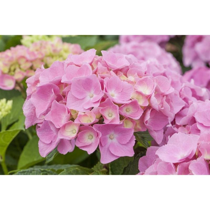 Hydrangea Macrophylla Bauernhortensie Early Pink 50-60 cm von Pflanzen für dich