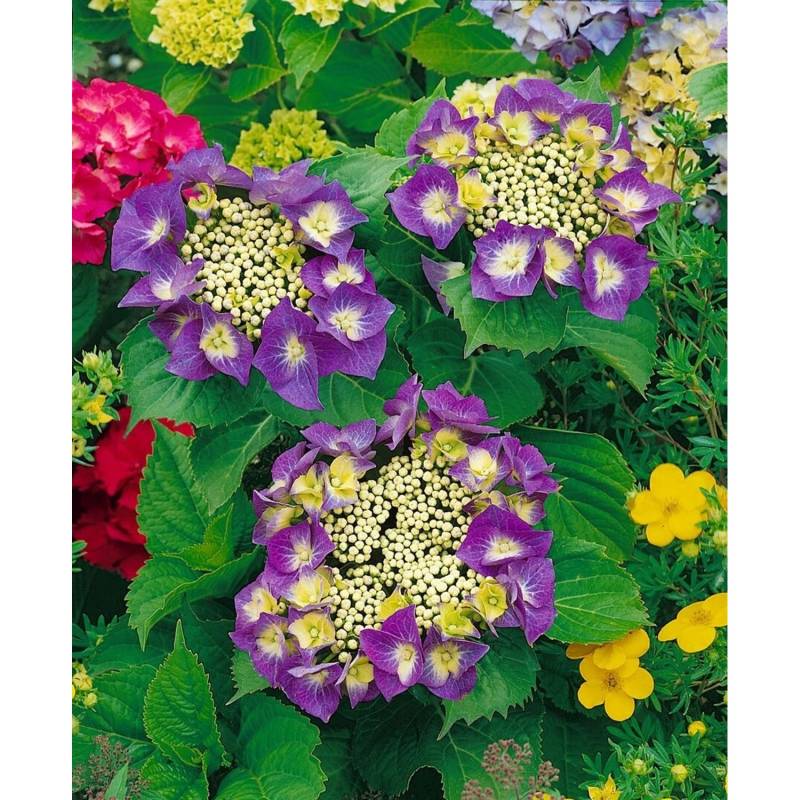 Hydrangea Macrophylla Bauernhortensie Frisbee Hot Pink 30-40 cm von Pflanzen für dich
