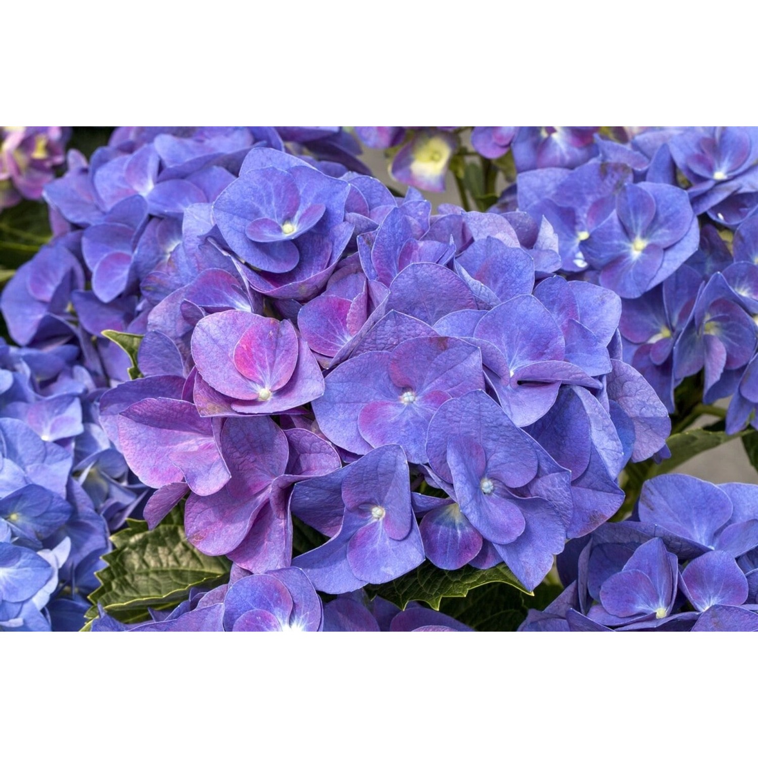 Hydrangea Macrophylla Bauernhortensie Jip Blue 30-40 cm von Pflanzen für dich