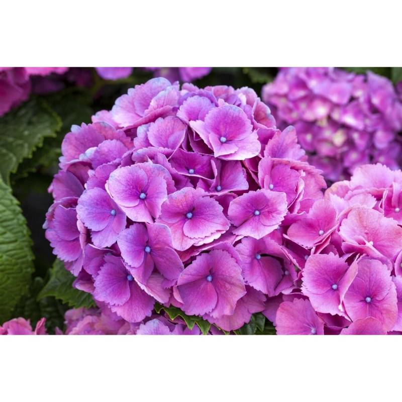 Hydrangea Macrophylla Bauernhortensie Schöne Bautznerin Lila 30-40 cm von Pflanzen für dich