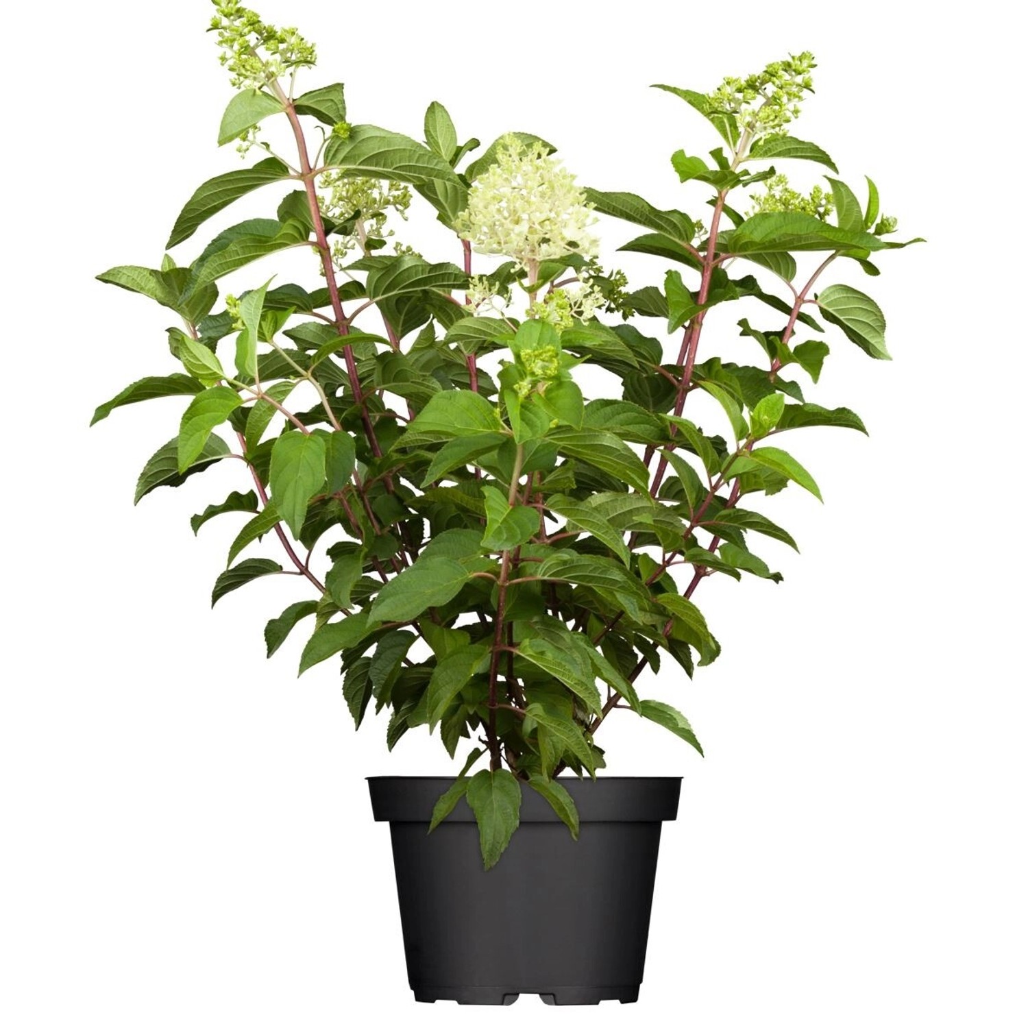 Hydrangea Paniculata Rispenhortensie Limelight S 60-100 cm von Pflanzen für dich