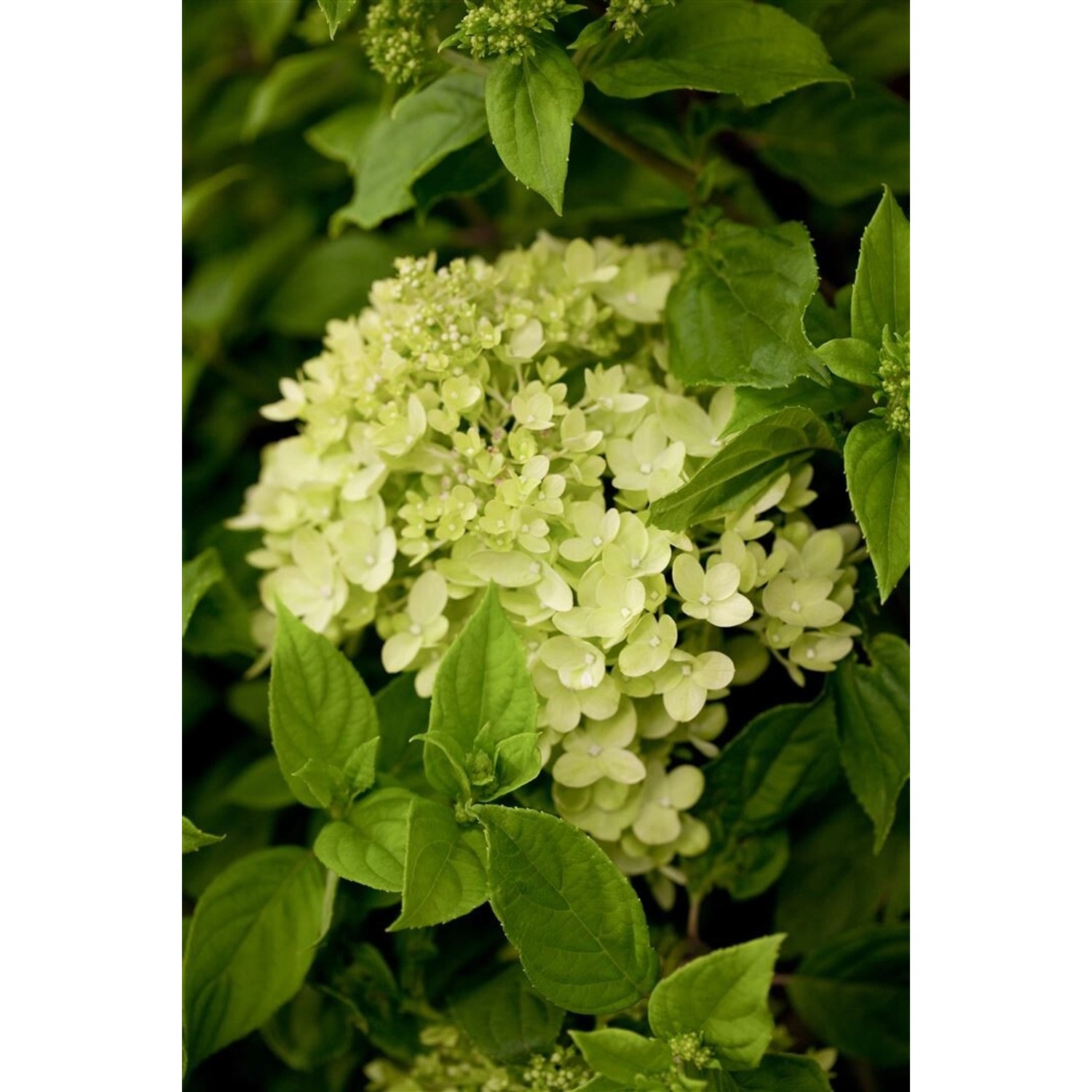 Hydrangea Paniculata Rispenhortensie Little Lime R 40-60 cm von Pflanzen für dich