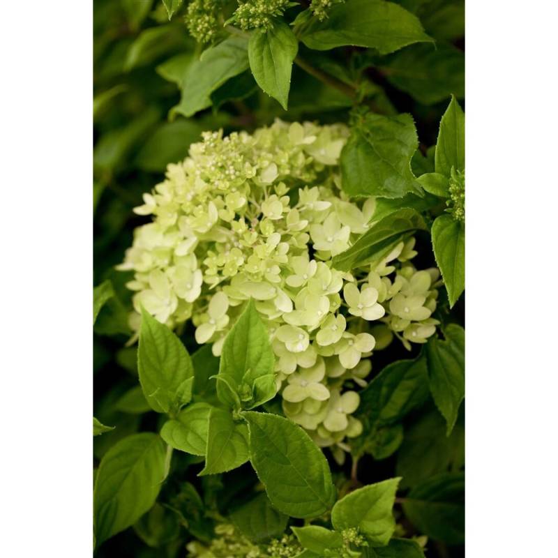Hydrangea Paniculata Rispenhortensie Little Lime R 40-60 cm von Pflanzen für dich