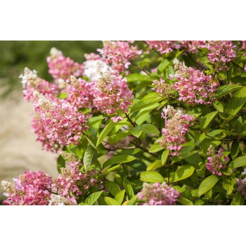 Hydrangea Paniculata Rispenhortensie Pink Diamond 40-60 cm von Pflanzen für dich