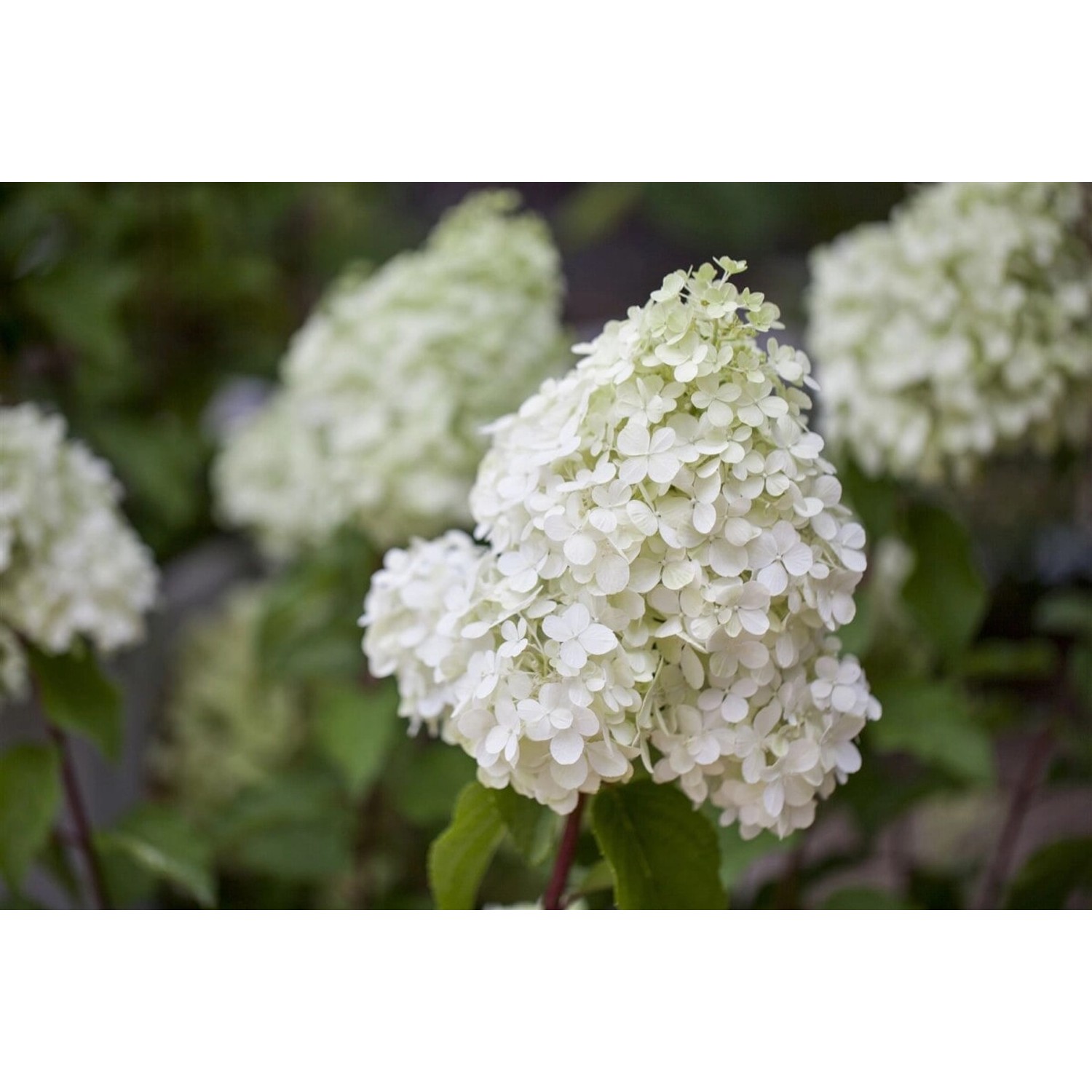 Hydrangea Paniculata Rispenhortensie Polar Bear 40-60 cm von Pflanzen für dich