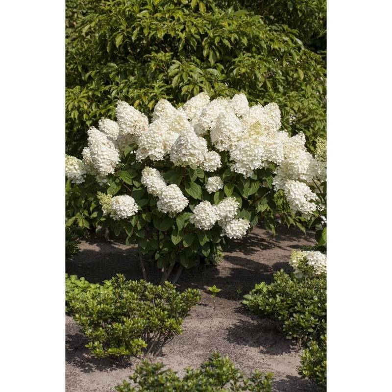 Hydrangea Paniculata Rispenhortensie Silver Dollar 100-125 cm von Pflanzen für dich