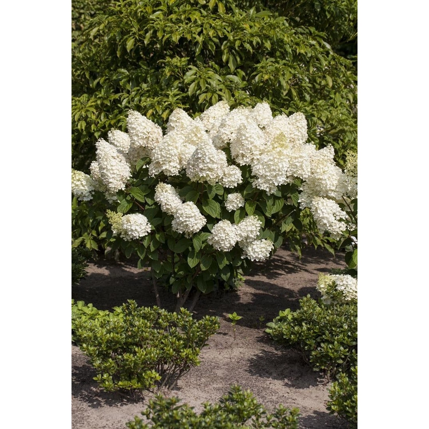 Hydrangea Paniculata Rispenhortensie Silver Dollar 40-60 cm von Pflanzen für dich