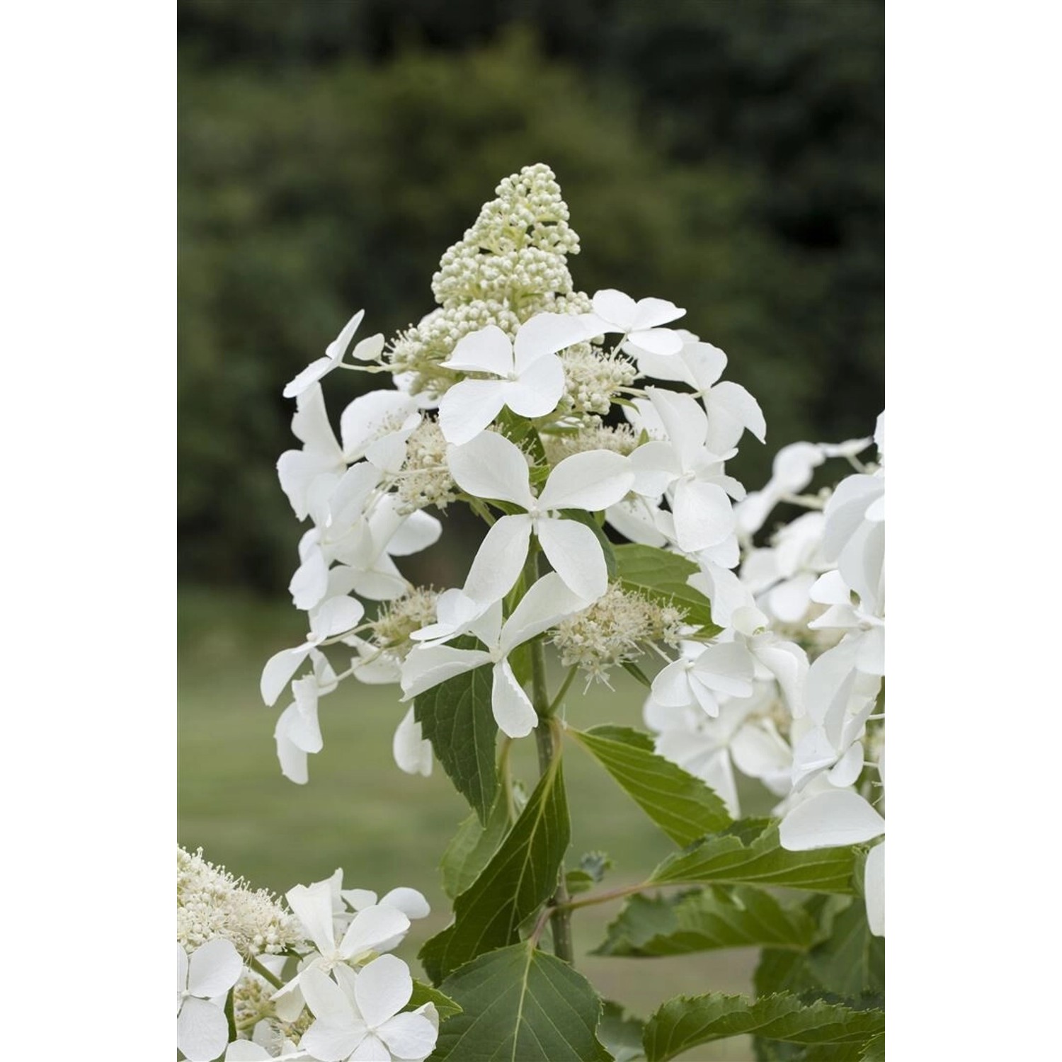 Hydrangea Paniculata Rispenhortensie Skyfall Ca. 9x9 cm Topf von Pflanzen für dich