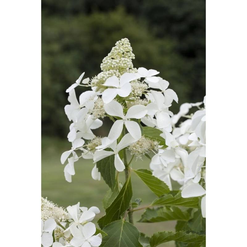 Hydrangea Paniculata Rispenhortensie Skyfall Ca. 9x9 cm Topf von Pflanzen für dich